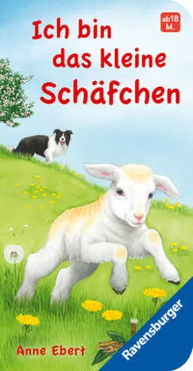 Dierks |  Ich bin das kleine Schäfchen | Buch |  Sack Fachmedien