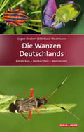 Deckert / Wachmann |  Die Wanzen Deutschlands | Buch |  Sack Fachmedien