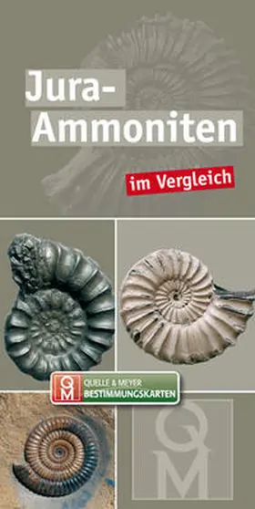 Schweigert |  Jura-Ammoniten | Buch |  Sack Fachmedien