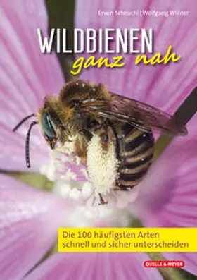 Scheuchl / Willner |  Wildbienen ganz nah | Buch |  Sack Fachmedien