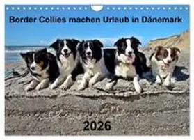 Busch / CALVENDO |  Border Collies machen Urlaub in Dänemark (Wandkalender 2026 DIN A4 quer), CALVENDO Monatskalender | Sonstiges |  Sack Fachmedien