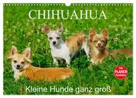 Starick / CALVENDO |  Chihuahua - Kleine Hunde ganz groß (Wandkalender 2026 DIN A3 quer), CALVENDO Monatskalender | Sonstiges |  Sack Fachmedien