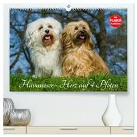 Starick / CALVENDO |  Havaneser - Herz auf 4 Pfoten (hochwertiger Premium Wandkalender 2026 DIN A2 quer), Kunstdruck in Hochglanz | Sonstiges |  Sack Fachmedien