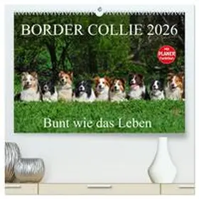 Starick / CALVENDO |  Border Collie 2026 (hochwertiger Premium Wandkalender 2026 DIN A2 quer), Kunstdruck in Hochglanz | Sonstiges |  Sack Fachmedien