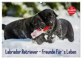 Starick / CALVENDO |  Labrador Retriever - Freunde für´s Leben (Wandkalender 2026 DIN A2 quer), CALVENDO Monatskalender | Sonstiges |  Sack Fachmedien