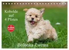 Starick / CALVENDO |  Kobolde auf 4 Pfoten - Bolonka Zwetna (Tischkalender 2026 DIN A5 quer), CALVENDO Monatskalender | Sonstiges |  Sack Fachmedien