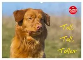 Starick / CALVENDO |  Toll, toll, Toller (Wandkalender 2026 DIN A2 quer), CALVENDO Monatskalender | Sonstiges |  Sack Fachmedien