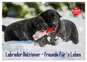 Starick / CALVENDO |  Labrador Retriever - Freunde für´s Leben (Wandkalender 2026 DIN A3 quer), CALVENDO Monatskalender | Sonstiges |  Sack Fachmedien