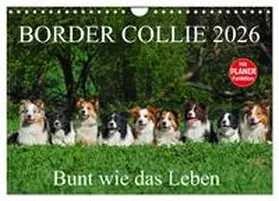 Starick / CALVENDO |  Border Collie 2026 (Wandkalender 2026 DIN A4 quer), CALVENDO Monatskalender | Sonstiges |  Sack Fachmedien