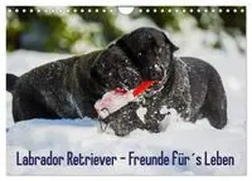 Starick / CALVENDO |  Labrador Retriever - Freunde für´s Leben (Wandkalender 2026 DIN A4 quer), CALVENDO Monatskalender | Sonstiges |  Sack Fachmedien
