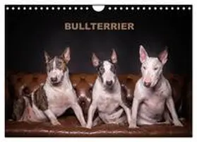 Schubert / CALVENDO |  Bullterrier (Wandkalender 2026 DIN A4 quer), CALVENDO Monatskalender | Sonstiges |  Sack Fachmedien
