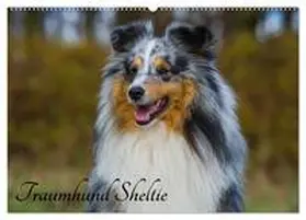 Starick / CALVENDO |  Traumhund Sheltie (Wandkalender 2026 DIN A2 quer), CALVENDO Monatskalender | Sonstiges |  Sack Fachmedien