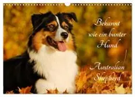 Starick / CALVENDO |  Bekannt wie ein bunter Hund. Australian Shepherd (Wandkalender 2026 DIN A3 quer), CALVENDO Monatskalender | Sonstiges |  Sack Fachmedien