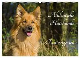 Starick / CALVENDO |  Altdeutsche Hütehunde - Fast vergessen (Wandkalender 2026 DIN A2 quer), CALVENDO Monatskalender | Sonstiges |  Sack Fachmedien