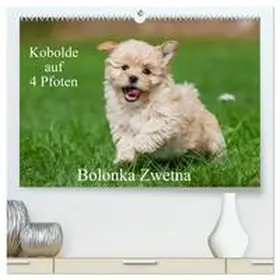 Starick / CALVENDO |  Kobolde auf 4 Pfoten - Bolonka Zwetna (hochwertiger Premium Wandkalender 2026 DIN A2 quer), Kunstdruck in Hochglanz | Sonstiges |  Sack Fachmedien