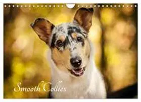 Längsfeld / CALVENDO |  Smooth Collies (Wandkalender 2026 DIN A4 quer), CALVENDO Monatskalender | Sonstiges |  Sack Fachmedien