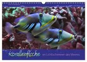 Schmidbauer / CALVENDO |  Korallenfische im Lichtschimmer des Meeres (Wandkalender 2026 DIN A3 quer), CALVENDO Monatskalender | Sonstiges |  Sack Fachmedien