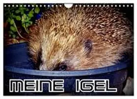 von Löwis of Menar / CALVENDO |  Meine Igel (Wandkalender 2026 DIN A4 quer), CALVENDO Monatskalender | Sonstiges |  Sack Fachmedien