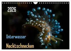Weber-Gebert / CALVENDO |  Unterwasser - Nacktschnecken 2026 (Wandkalender 2026 DIN A4 quer), CALVENDO Monatskalender | Sonstiges |  Sack Fachmedien