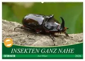 Hilger / CALVENDO |  INSEKTEN GANZ NAHE (Wandkalender 2026 DIN A2 quer), CALVENDO Monatskalender | Sonstiges |  Sack Fachmedien
