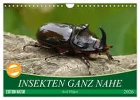 Hilger / CALVENDO |  INSEKTEN GANZ NAHE (Wandkalender 2026 DIN A4 quer), CALVENDO Monatskalender | Sonstiges |  Sack Fachmedien