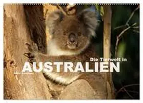 Schickert / CALVENDO |  Die Tierwelt in Australien (Wandkalender 2026 DIN A2 quer), CALVENDO Monatskalender | Sonstiges |  Sack Fachmedien