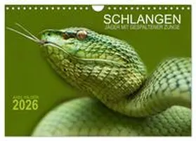 Hilger / CALVENDO |  SCHLANGEN. JÄGER MIT GESPALTENER ZUNGE (Wandkalender 2026 DIN A4 quer), CALVENDO Monatskalender | Sonstiges |  Sack Fachmedien