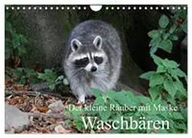 Klatt / CALVENDO |  Der kleine Räuber mit Maske - Waschbären (Wandkalender 2026 DIN A4 quer), CALVENDO Monatskalender | Sonstiges |  Sack Fachmedien