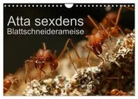 Störmer / CALVENDO |  Atta sexdens - Blattschneiderameise (Wandkalender 2026 DIN A4 quer), CALVENDO Monatskalender | Sonstiges |  Sack Fachmedien