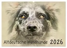 Redecker / CALVENDO |  Altdeutsche Hütehunde 2026 (Wandkalender 2026 DIN A2 quer), CALVENDO Monatskalender | Sonstiges |  Sack Fachmedien