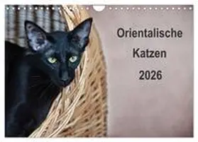 Bollich / CALVENDO |  Orientalische Katzen (Wandkalender 2026 DIN A4 quer), CALVENDO Monatskalender | Sonstiges |  Sack Fachmedien