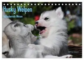 Ebardt / CALVENDO |  Husky Welpen (Tischkalender 2026 DIN A5 quer), CALVENDO Monatskalender | Sonstiges |  Sack Fachmedien