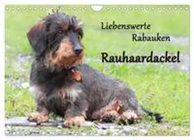 Mielewczyk / CALVENDO |  Liebenswerte Rabauken Rauhaardackel / CH-Version (Wandkalender 2026 DIN A4 quer), CALVENDO Monatskalender | Sonstiges |  Sack Fachmedien