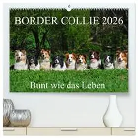 Starick / CALVENDO |  Border Collie 2026 (hochwertiger Premium Wandkalender 2026 DIN A2 quer), Kunstdruck in Hochglanz | Sonstiges |  Sack Fachmedien