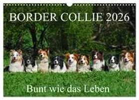 Starick / CALVENDO |  Border Collie 2026 (Wandkalender 2026 DIN A3 quer), CALVENDO Monatskalender | Sonstiges |  Sack Fachmedien