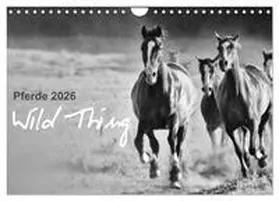 Peters / CALVENDO |  Pferde 2026 Wild Thing (Wandkalender 2026 DIN A4 quer), CALVENDO Monatskalender | Sonstiges |  Sack Fachmedien