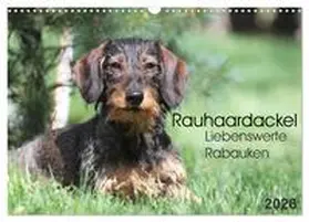 Mielewczyk / CALVENDO |  Liebenswerte Rabauken - Rauhaardackel (Wandkalender 2026 DIN A3 quer), CALVENDO Monatskalender | Sonstiges |  Sack Fachmedien