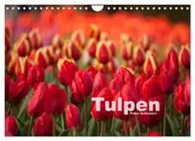Schickert / CALVENDO |  Tulpen (Wandkalender 2026 DIN A4 quer), CALVENDO Monatskalender | Sonstiges |  Sack Fachmedien