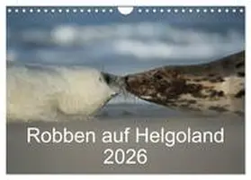 Leimer / CALVENDO |  Robben auf Helgoland 2026 (Wandkalender 2026 DIN A4 quer), CALVENDO Monatskalender | Sonstiges |  Sack Fachmedien