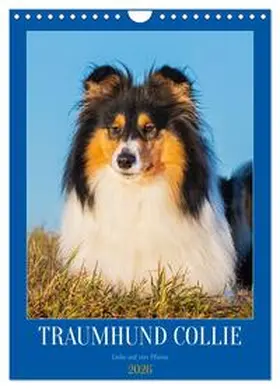 Starick / CALVENDO |  Traumhund Collie - Liebe auf vier Pfoten (Wandkalender 2026 DIN A4 hoch), CALVENDO Monatskalender | Sonstiges |  Sack Fachmedien