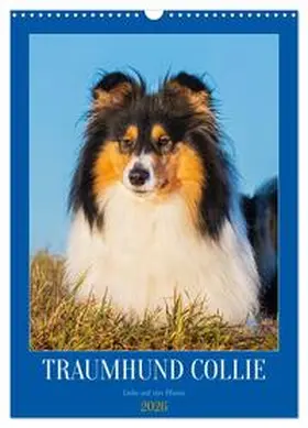 Starick / CALVENDO |  Traumhund Collie - Liebe auf vier Pfoten (Wandkalender 2026 DIN A3 hoch), CALVENDO Monatskalender | Sonstiges |  Sack Fachmedien