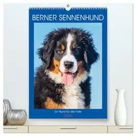 Starick / CALVENDO |  Berner Sennenhund - Ein Hund für alle Fälle (hochwertiger Premium Wandkalender 2026 DIN A2 hoch), Kunstdruck in Hochglanz | Sonstiges |  Sack Fachmedien