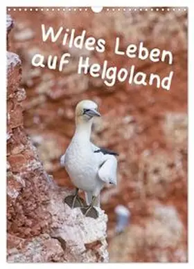 CALVENDO / Voss |  Wildes Leben auf Helgoland (Wandkalender 2026 DIN A3 hoch), CALVENDO Monatskalender | Sonstiges |  Sack Fachmedien