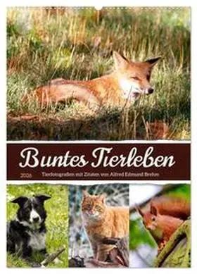 Löwer / CALVENDO |  Buntes Tierleben (Wandkalender 2026 DIN A2 hoch), CALVENDO Monatskalender | Sonstiges |  Sack Fachmedien