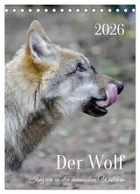 Rohde / CALVENDO |  Der Wolf - Isegrim in den heimischen Wäldern - Kalender 2026 (Tischkalender 2026 DIN A5 hoch), CALVENDO Monatskalender | Sonstiges |  Sack Fachmedien