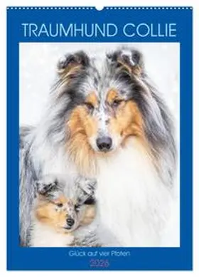 Starick / CALVENDO |  Traumhund Collie - Glück auf vier Pfoten (Wandkalender 2026 DIN A2 hoch), CALVENDO Monatskalender | Sonstiges |  Sack Fachmedien