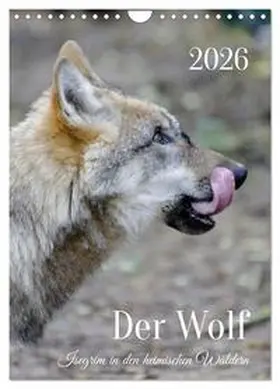 Rohde / CALVENDO |  Der Wolf - Isegrim in den heimischen Wäldern - Kalender 2026 (Wandkalender 2026 DIN A4 hoch), CALVENDO Monatskalender | Sonstiges |  Sack Fachmedien