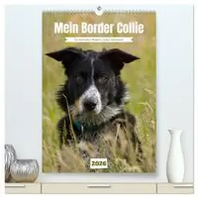 Löwer / CALVENDO |  Mein Border Collie (hochwertiger Premium Wandkalender 2026 DIN A2 hoch), Kunstdruck in Hochglanz | Sonstiges |  Sack Fachmedien
