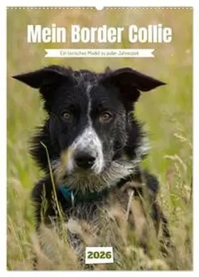 Löwer / CALVENDO |  Mein Border Collie (Wandkalender 2026 DIN A2 hoch), CALVENDO Monatskalender | Sonstiges |  Sack Fachmedien