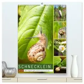 Löwer / CALVENDO |  Schnecklein (hochwertiger Premium Wandkalender 2026 DIN A2 hoch), Kunstdruck in Hochglanz | Sonstiges |  Sack Fachmedien